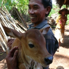 farmer_bringing_bali_calf_for_weighing_lombok_29915585093_o-1350-800-600-80