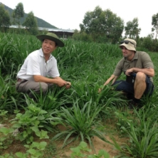 inspecting_fodder_plantings_rowan_smith_and_nguyen_xuan_ba_binh_dinh_province_30432600232_o-1346-800-600-80